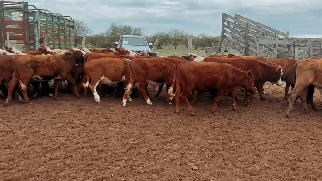 Lote 100 Novillitos