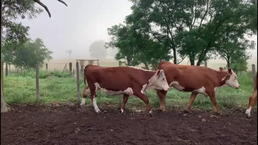 Lote VAQUILLONAS PREÑADAS