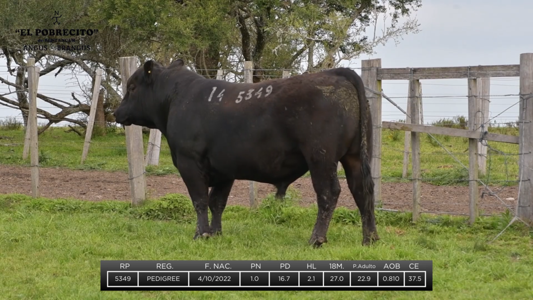 Lote 2 Toros Angus a remate en El Pobrecito, Durazno