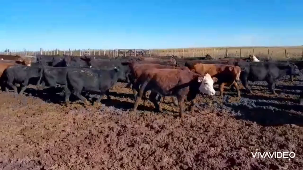 Lote 120 Novillitos