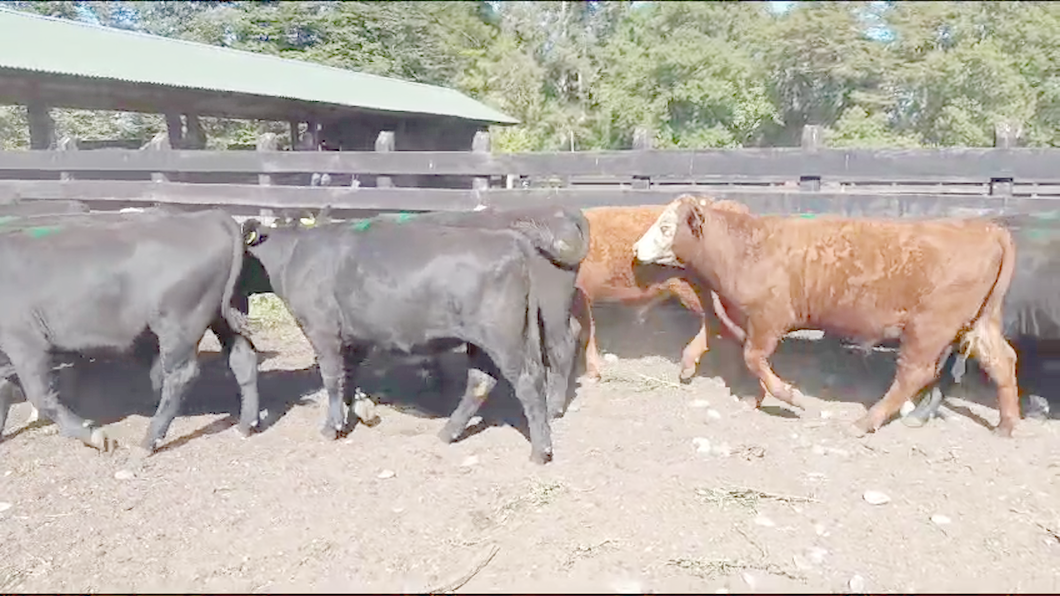 Lote 53 Novillo Engorda en Osorno, X Región Los Lagos