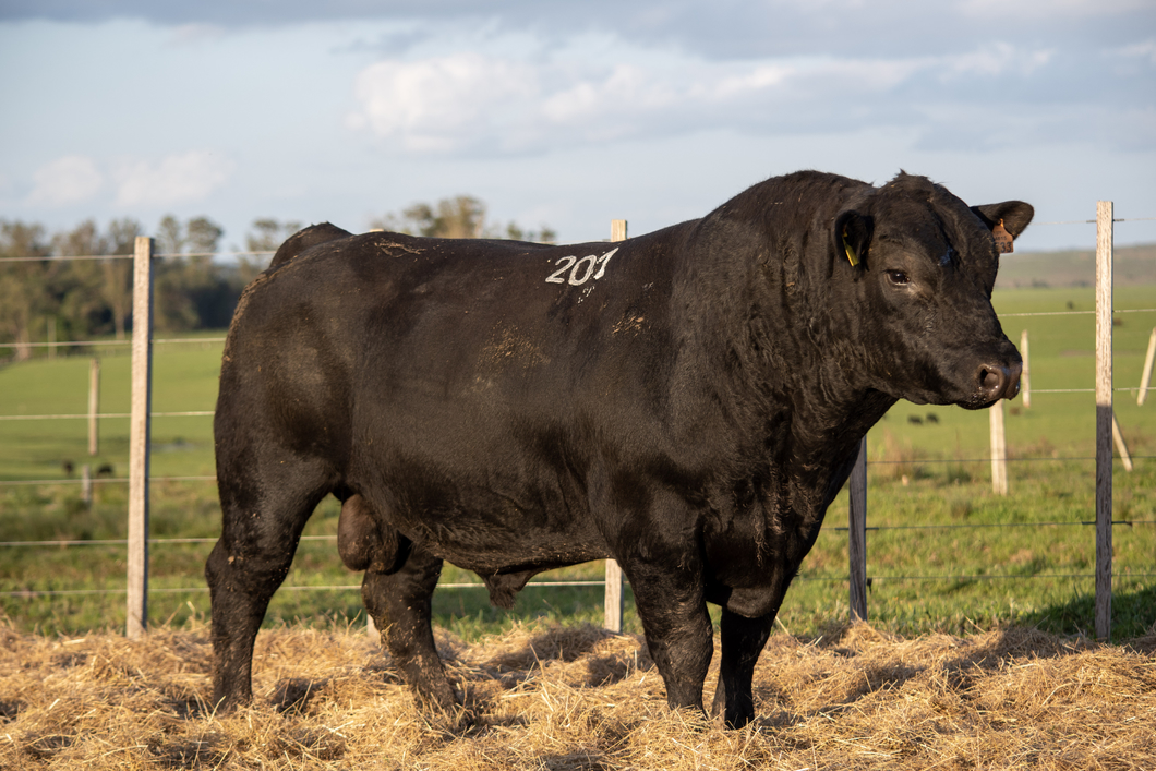 Lote RP 201