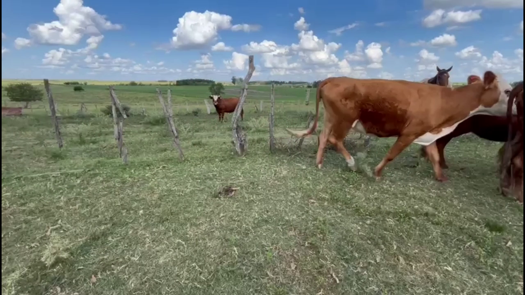 Lote PIEZAS DECRÍA