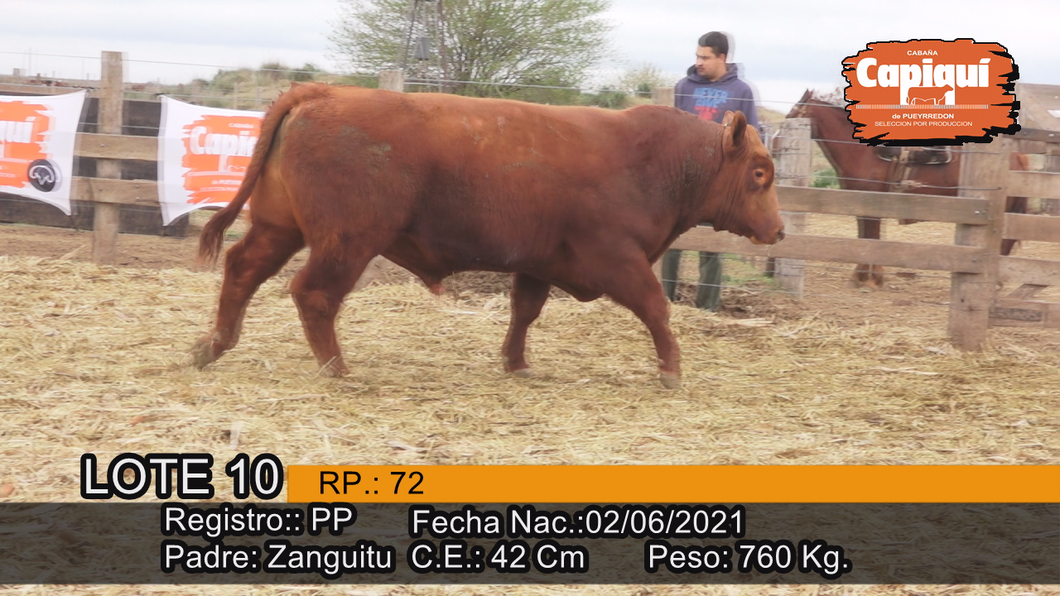 Lote Toro PP