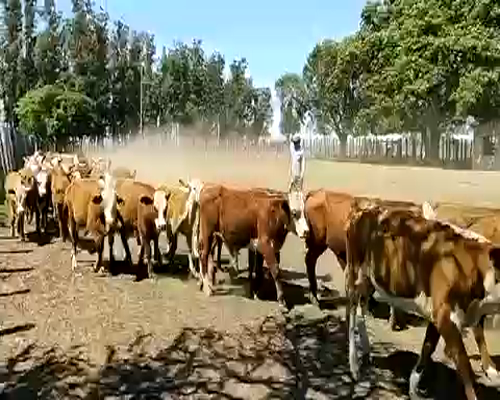 Lote 120 Terneros en San Roque, Corrientes