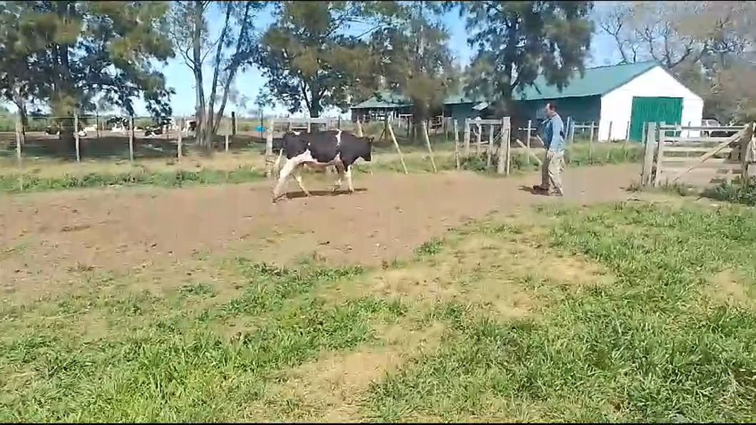 Lote Toros Holando a remate en Remate por pantalla de la Exposición de San José en Bañado