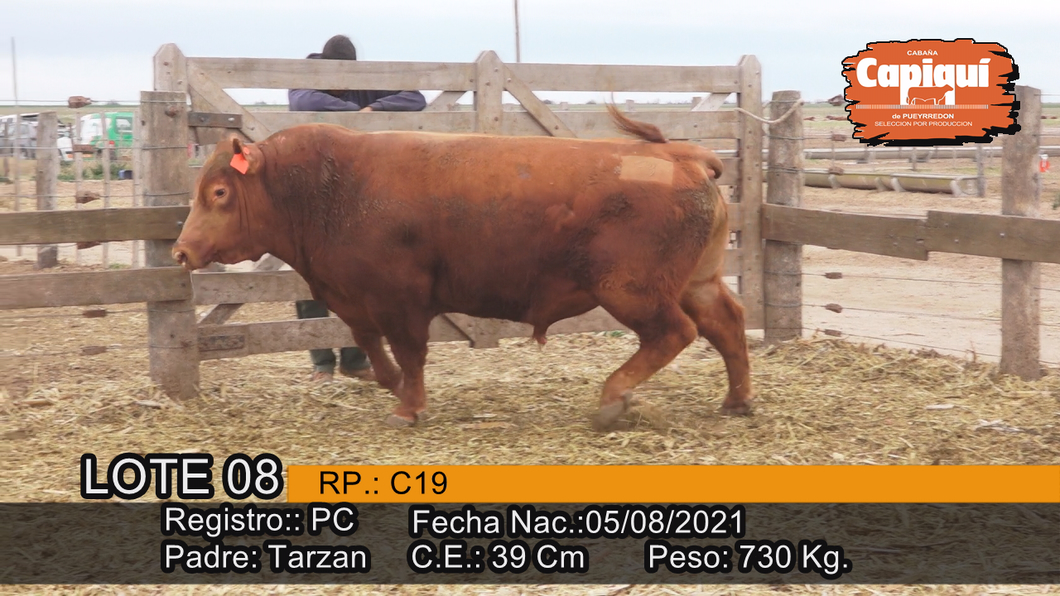 Lote Toro PC