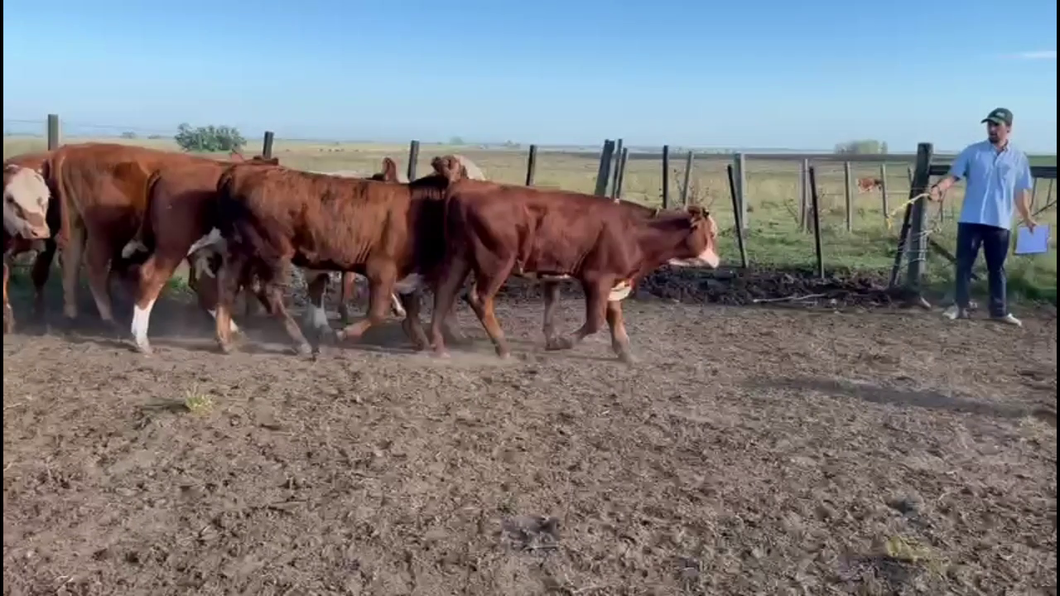 Lote TERNEROS.