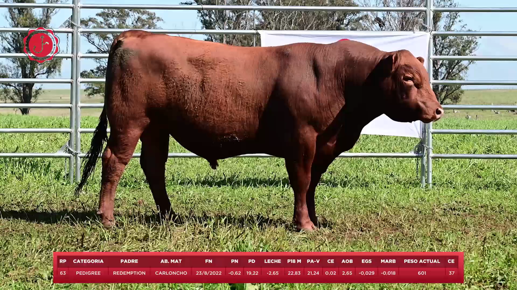 Lote Toros a remate en 8º Remate Anual - Estancia Romanza, Tacuarembó