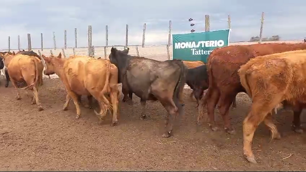 Lote 22 Vacas nuevas C/ Cria en Pehuajo