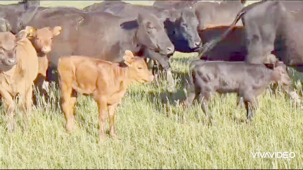 Lote 34 Vacas CUT con cría en Tapalqué, Buenos Aires