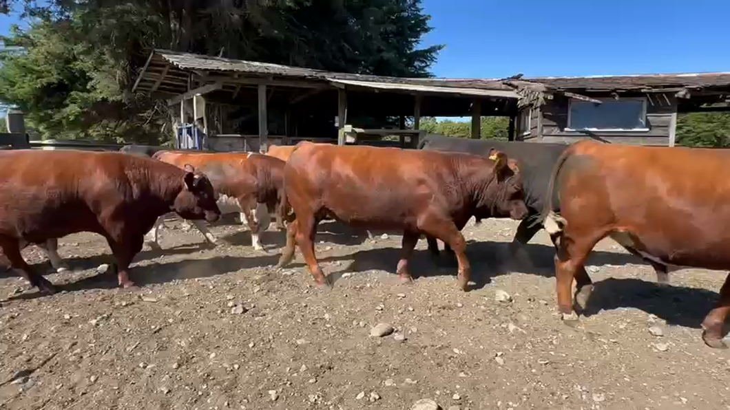 Lote 42 Novillo Gordo en Osorno, X Región Los Lagos