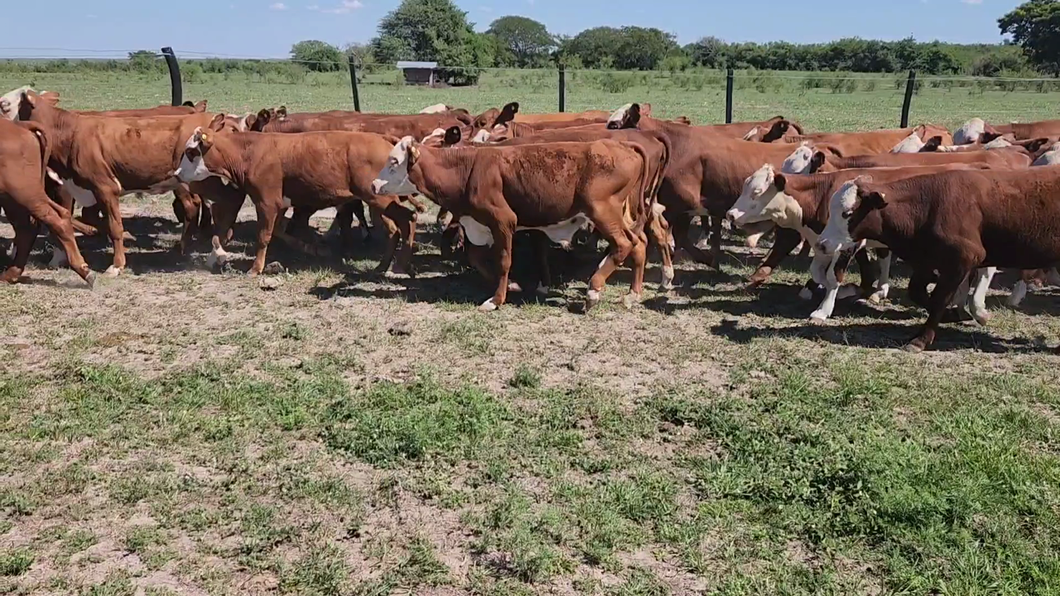 Lote 80 Terneros/as en Perugorría, Corrientes
