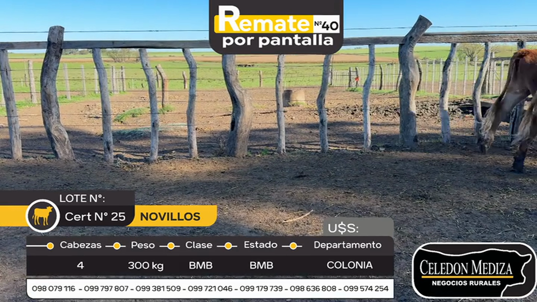 Lote 4 Novillos en La Horqueta, Colonia