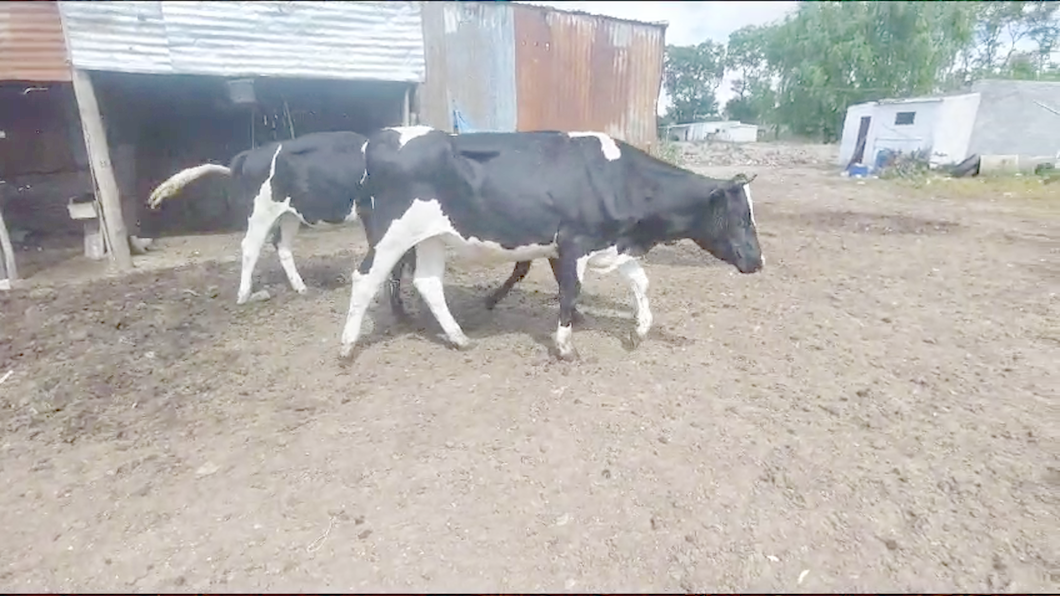 Lote 7 Terneras Holando a remate en Ultima Pantalla del Año - Escritorio Camy en Carretero