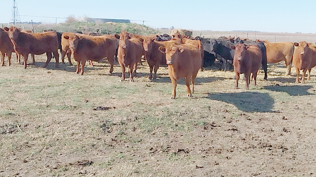 Lote LOTE DE PRUEBA