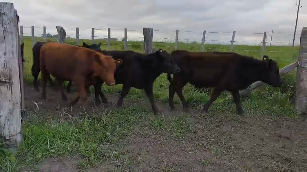 Lote 70 Novillitos
