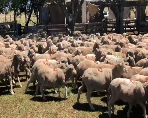 Lote 330 Capones en Artigas