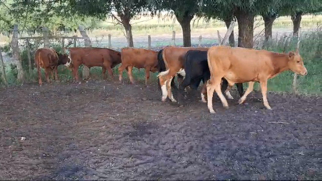 Lote TERNEROS