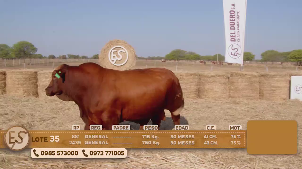 Lote Toro