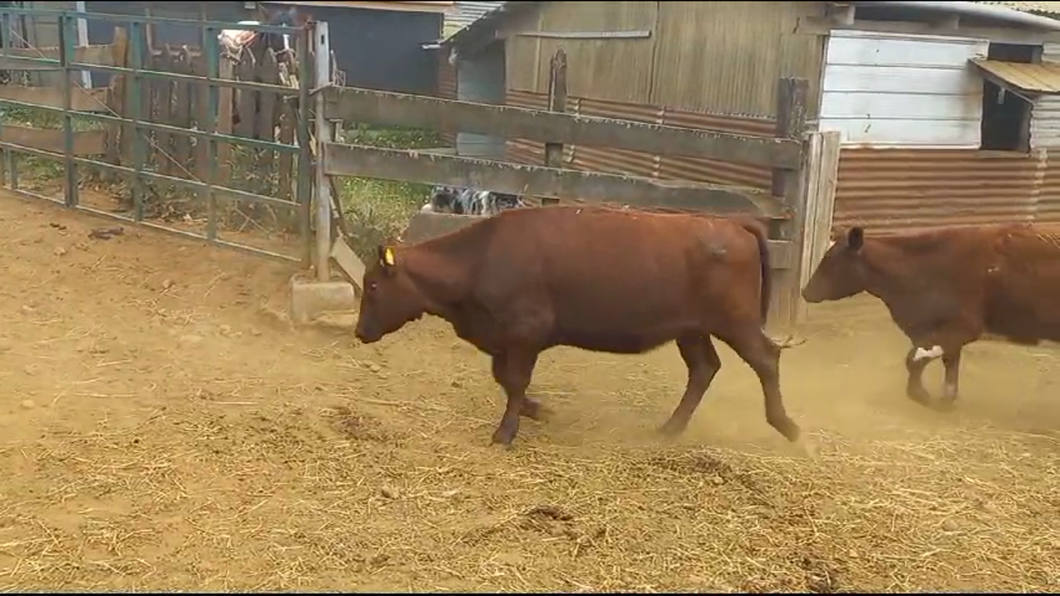 Lote 24 Vaquilla Engorda en Panguipulli, XIV Región Los Ríos