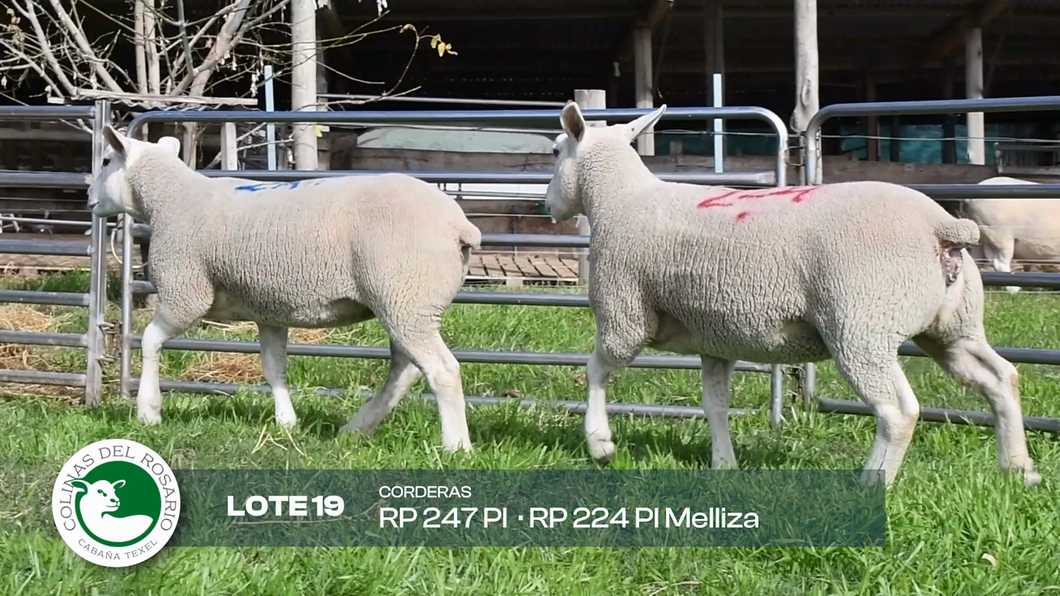 Lote Lote 19