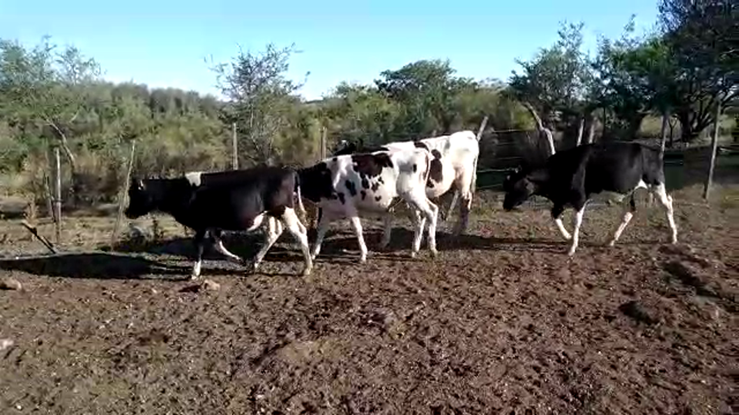 Lote (Vendido)15 Terneros Holando HOLANDO a remate en #29 Pantalla Carmelo 180kg -  en BARKER