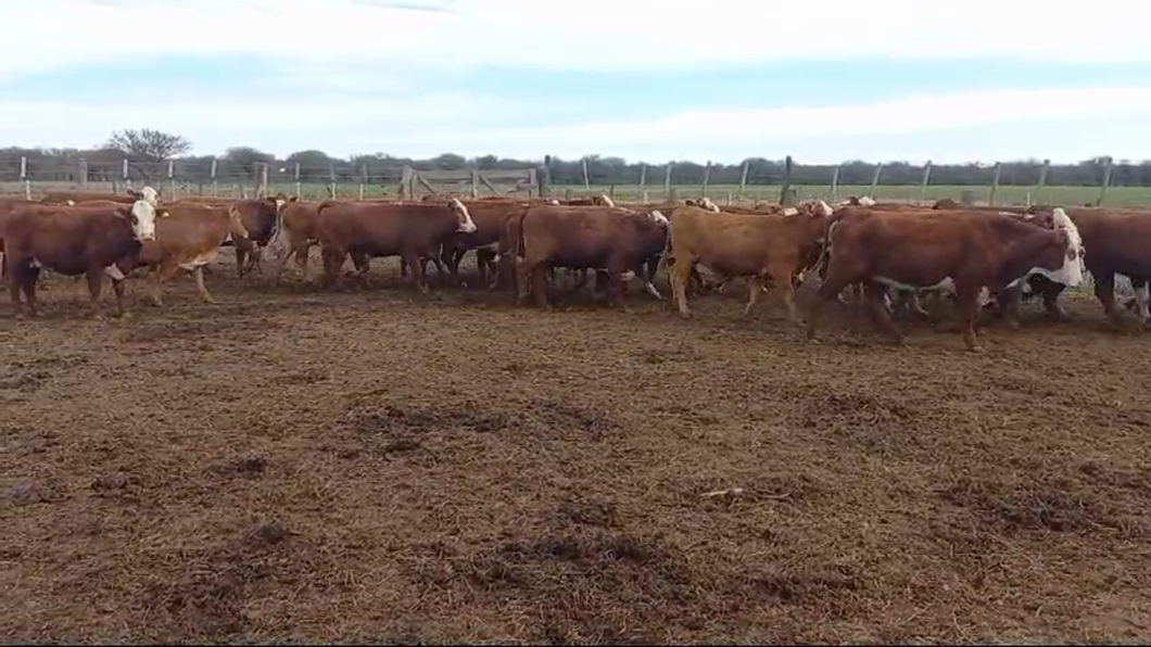 Lote 40 Vaquillonas preñadas Braford y sus cruzas en Esperanza, Santa Fe