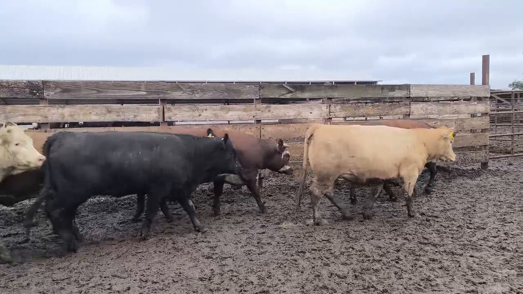 Lote 20 Vaquilla Gorda en Los Ángeles, VIII Región Biobío