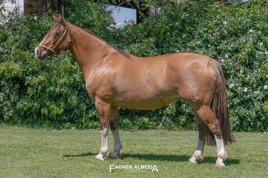 Lote PORA GUANIDA