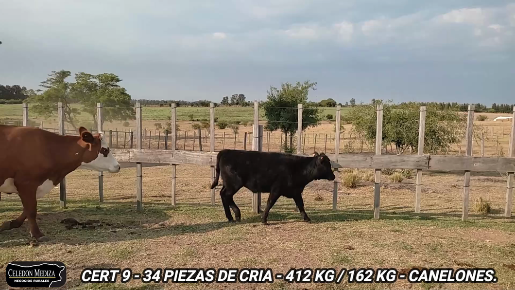 Lote 34 Piezas de cría en Canelones