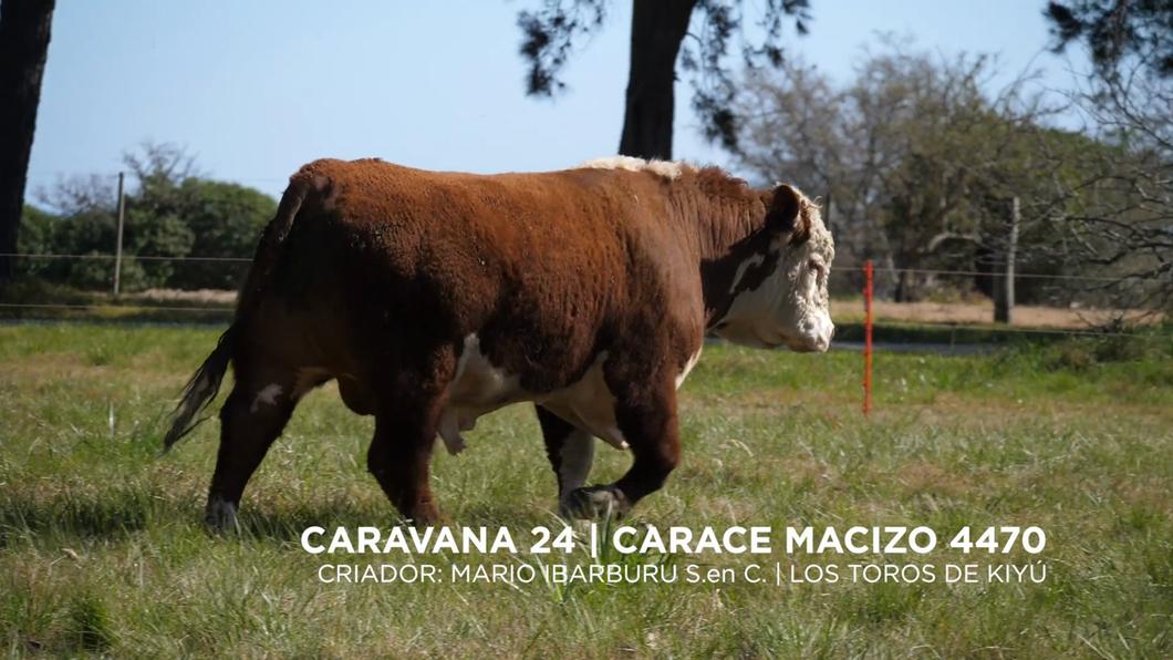 Lote CARACE MACIZO 4470