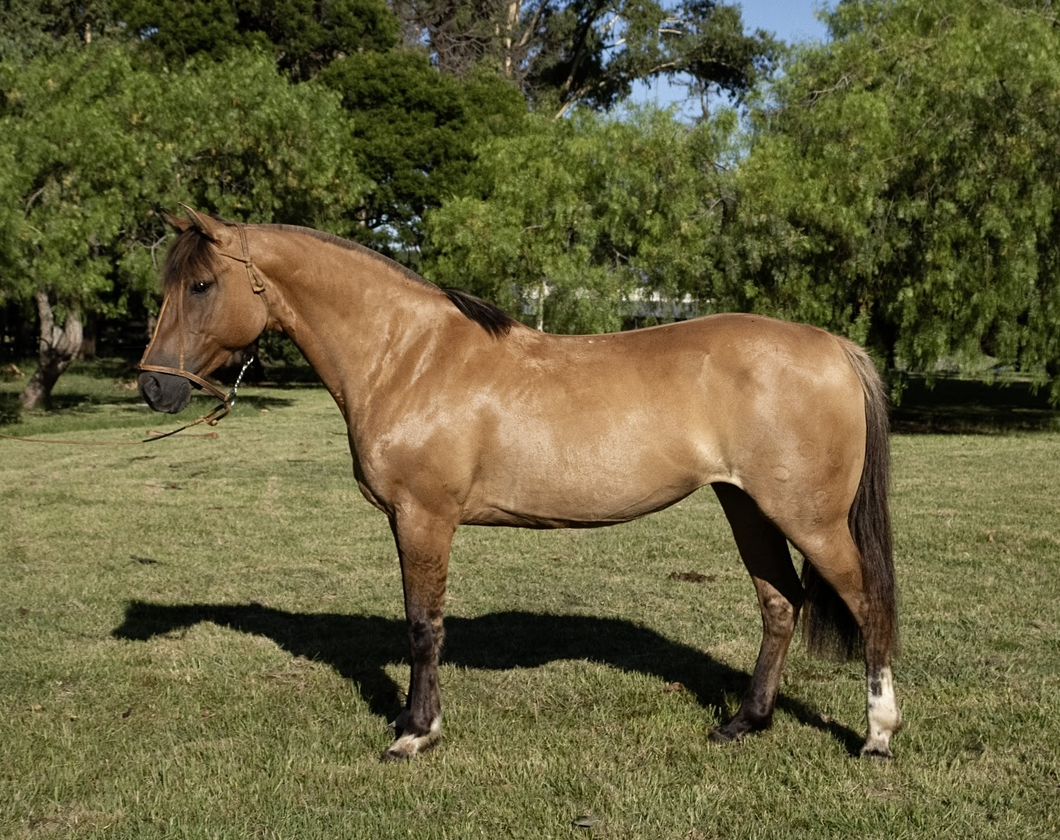 Lote TUCUMANA PORAL