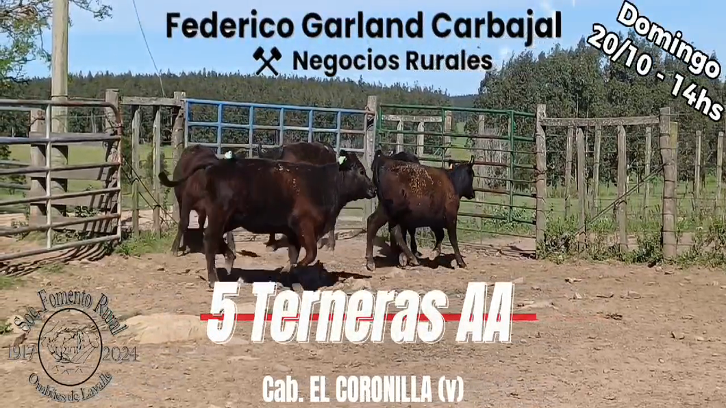 Lote 5 Hembras ANGUS a remate en Expo Ombues en OMBUES DE LAVALLE