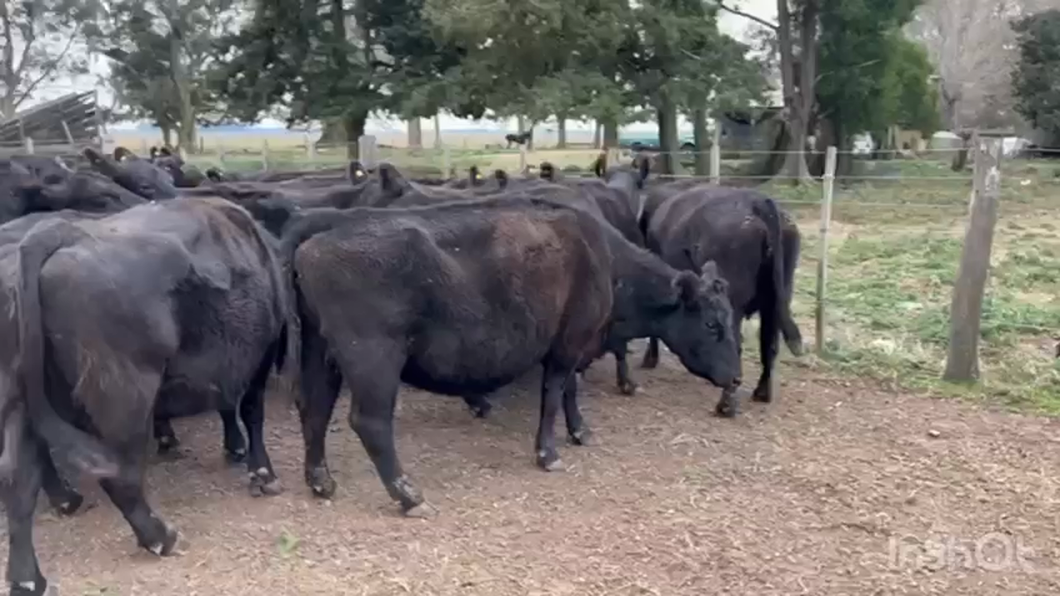 Lote 30 Vacas usadas preñadas en La Plata, Buenos Aires