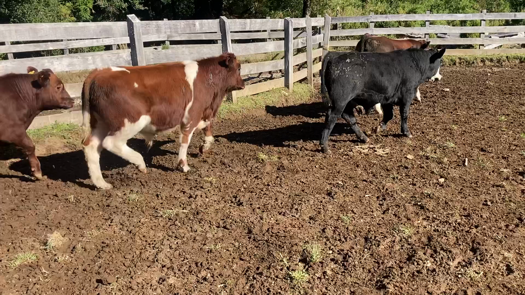 Lote 10 Ternero en Cisnes, XI Región Aysén