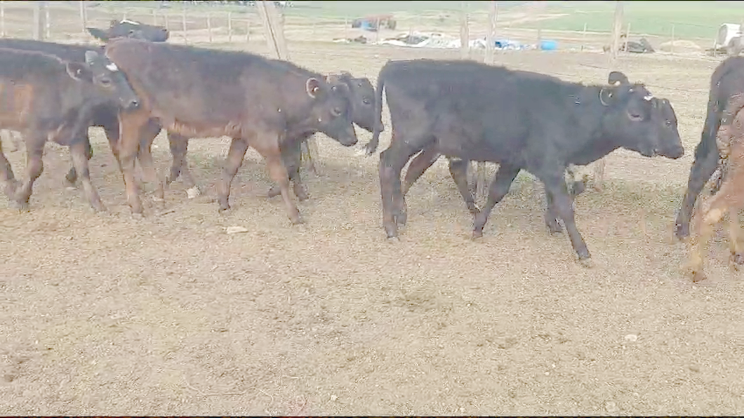 Lote 10 Terneros Cruzas a remate en Aniversario 115 Años - Camy en a 15 km de Florida