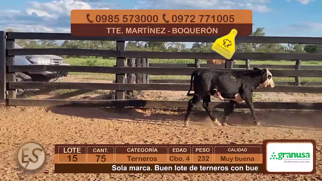 Lote (Vendido)75 Terneros Cbo 4 a remate en Feria Elite de Terneros Cbo 4 - DEL DUERO SA 232kg - , Boquerón