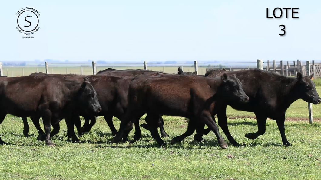 Lote VACAS y VAQUILLONAS BLACK ANGUS