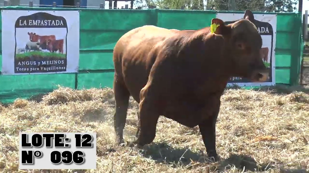 Lote 3 Toros a remate en Toros para Vaquillonas - La Empastada, Durazno