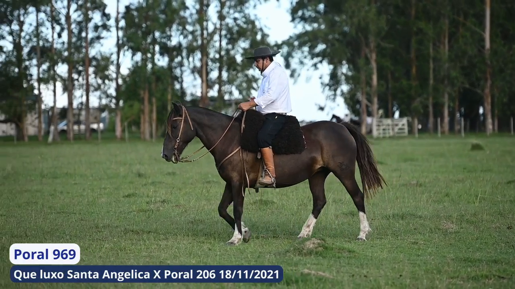 Lote Poral 969
