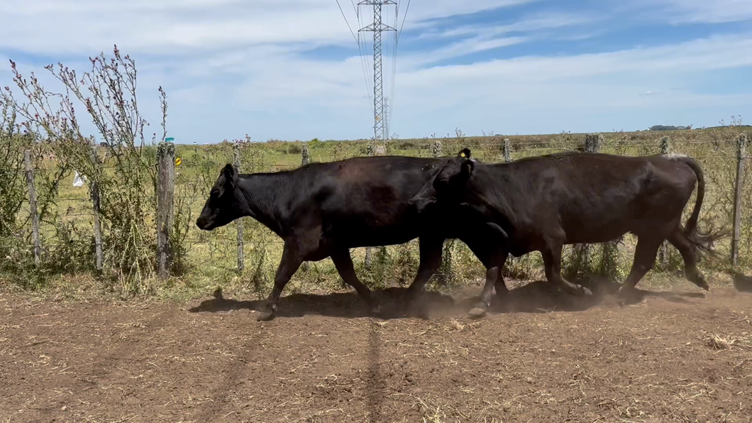 Lote 29 Vacas nuevas Preñadas