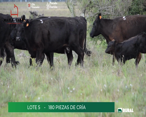 Lote (Vendido)180 Piezas de cría a remate en María Isabel, Artigas