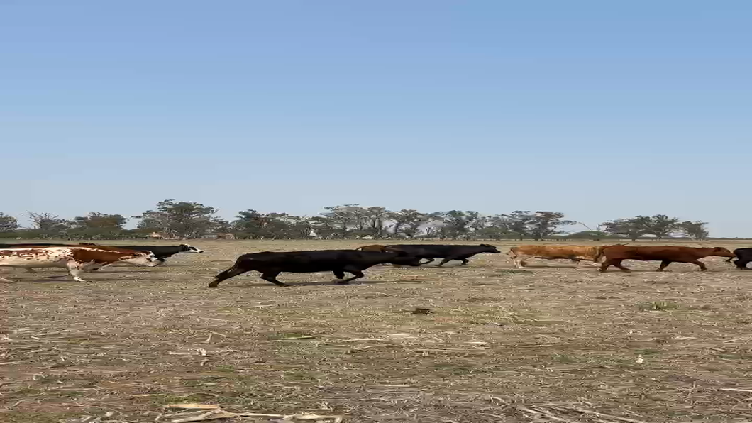 Lote 45 Vacas cruzas en Paraje Los Ucles, Córdoba