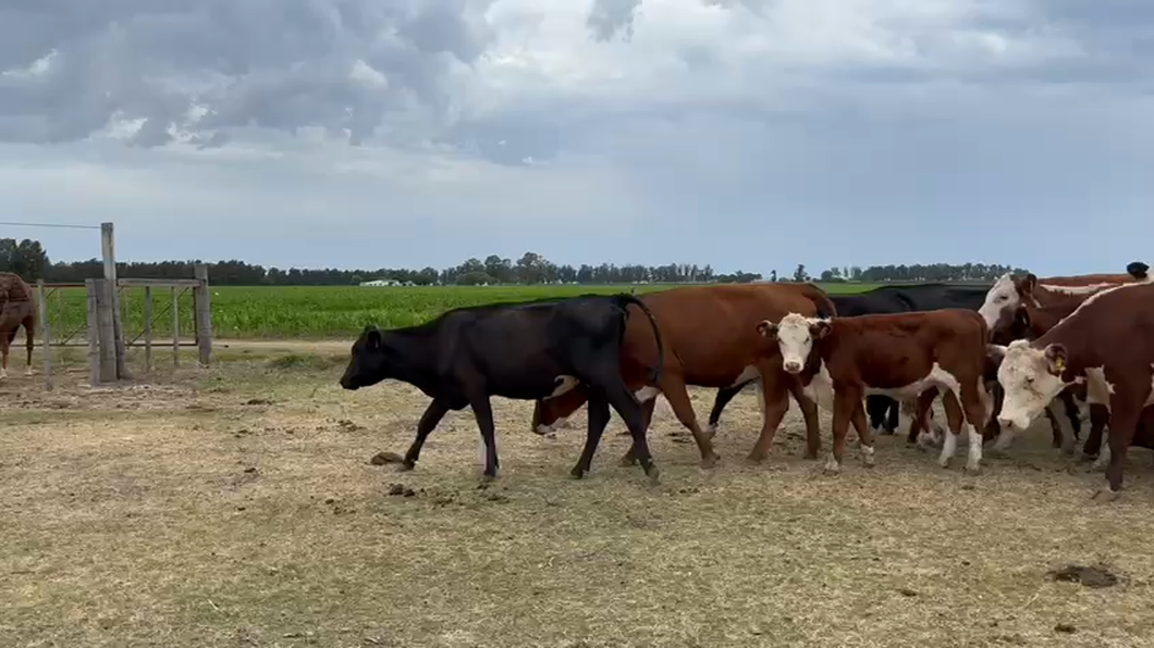 Lote (Vendido)80 Piezas de cría hereford y angus a remate en 10° Entre Martillos  en Kiyu