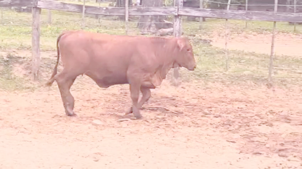 Lote Vaquillas Brangus a remate en Pantalla El Plantelaso 282kg -  en Cnel. Oviedo