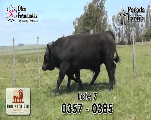 Lote TOROS LIMANGUS