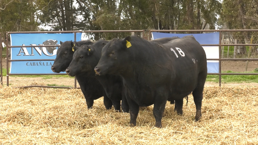 Lote TOROS ANGUS NEGROS PC