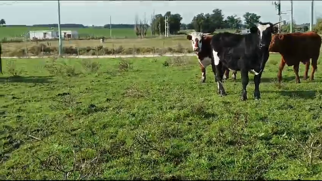 Lote 7 Novillos Hereford y Cruzas a remate en Pantalla Camy  350kg -  en Libertad