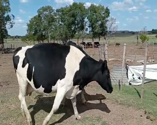 Lote 2 Vacas de Invernada HOLANDO a remate en Pantalla Camy 620kg - , San José